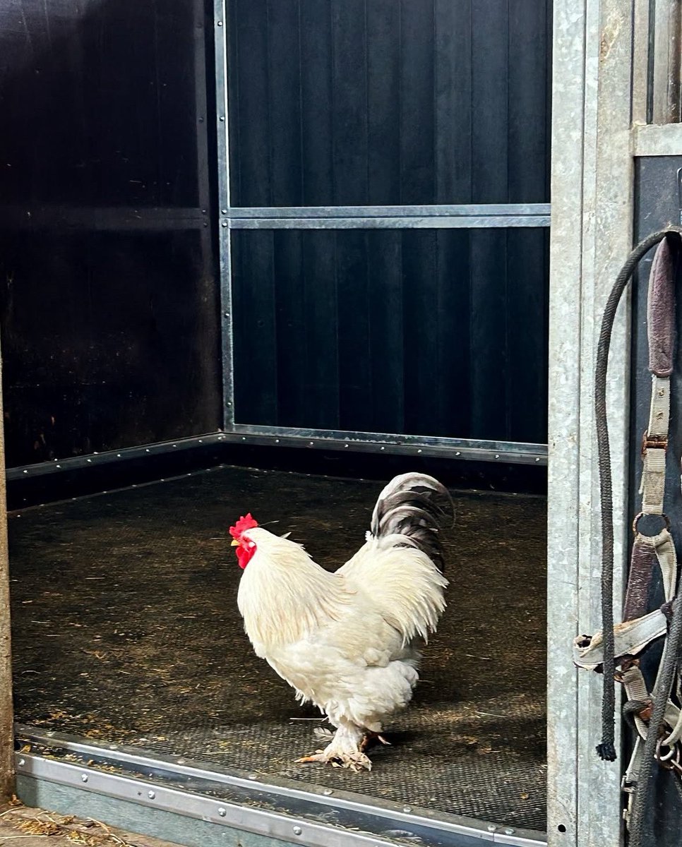 What the cluck?? That’s not a horse!🐔🐔
Yes, it may be made for horses — but no, they’re not the only ones who enjoy it😉🐣

#equine #equinelife #equestrianlife #equestrian #horse #horses #barnlife #humor #funny #comedy