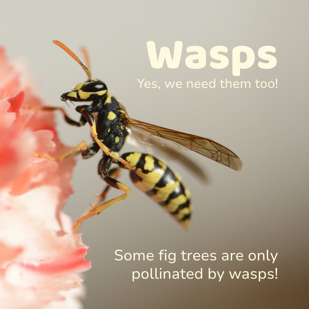 Know your pollinators? It’s not just bees and butterflies! 🐝🦋

West Tennessee is home to a wide range of pollinators to help our farms, gardens, and wild spaces thrive. Scroll to learn about some of them!

#Agricenter#Pollinators #PollinatorWeek #TN #WestTN #Ag #Agriculture