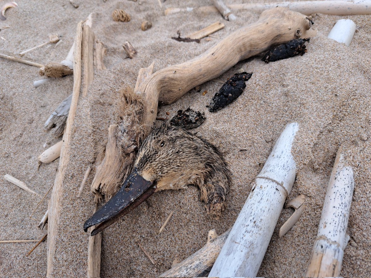 ¿Os acordáis cuando el zorro firmaba sus hazañas? 🦊💤