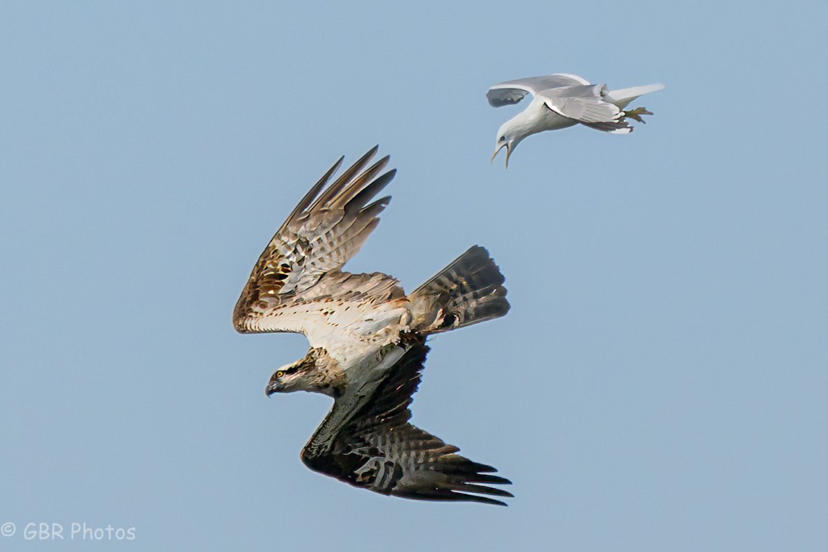 Angry Birds!  A Seagull not to happy with an Osprey sharing its sky over Loch Thom <a href="/Clydemuirshiel/">Clyde Muirshiel Regional Park</a> @discoverinverclyde #nature #birdofprey #osprey