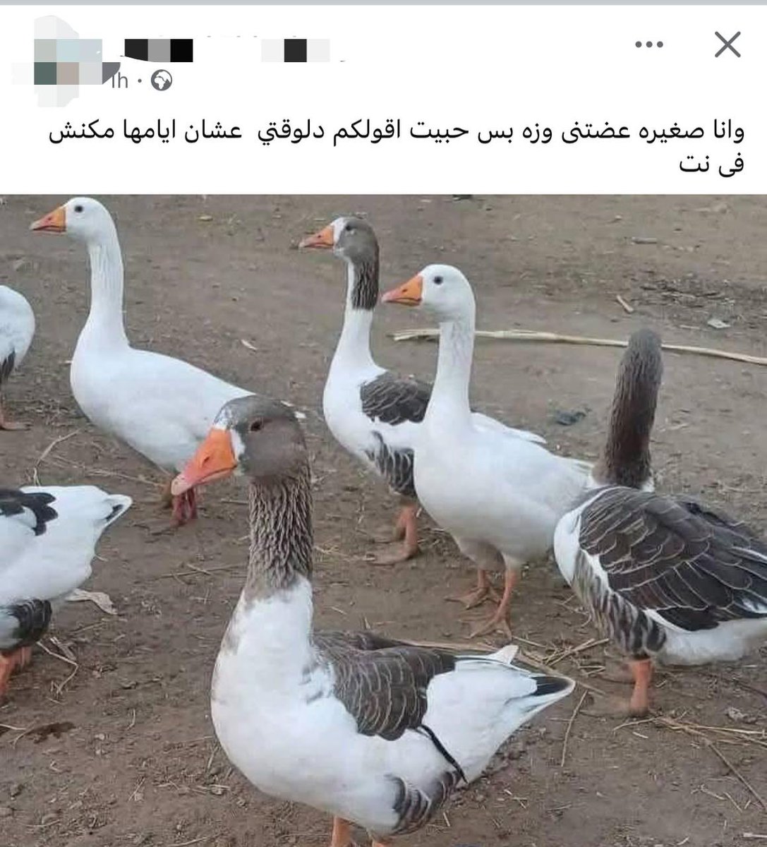 لو حد هنا شايفني oversharer فدي بوستات ماما ع الفيس