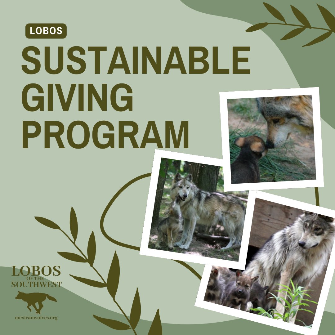 Join the Lobos of the Southwest Sustainable Giving Program today by committing to a small monthly gift. It's a budget-friendly way to show your support for our long-term mission to help save the endangered Mexican gray wolf. mexicanwolves.org/sustainable-gi…