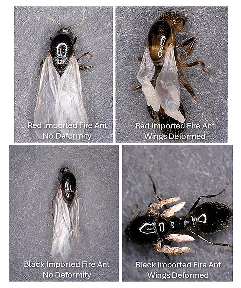 Agricultural Research Service (@usda_ars) on Twitter photo See how ARS scientists are finding Deformed Wing Virus is not only devastating honey bees, but the virus also can infiltrate colonies of fire ants -- making the ants possible hosts for the deadly disease. This work can help researchers understand how the virus affects different See how ARS scientists are finding Deformed Wing Virus is not only devastating honey bees, but the virus also can infiltrate colonies of fire ants -- making the ants possible hosts for the deadly disease. This work can help researchers understand how the virus affects different