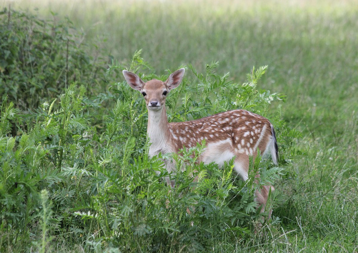 EdenPrairiePD's tweet image. Our dispatch center has received a number of calls from residents recently concerned about the welfare of baby animals they see in their yards or nearby parks.
Here are some tips on how to respond to animals in your yard.
edenprairie.org/Home/Component…