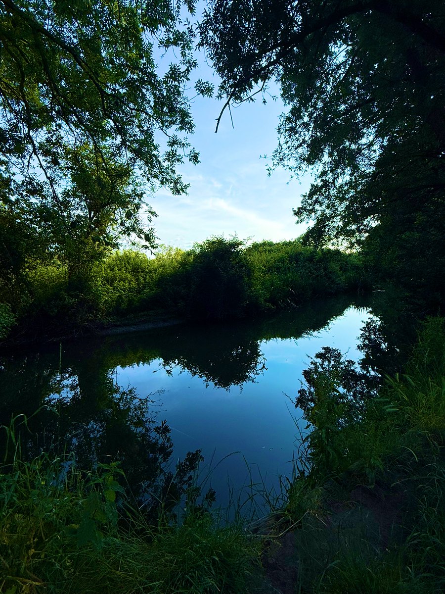 kirsten_fernand's tweet image. On my #TrailWalk today I saw a community orchard, a cool calming river and these flowers that smelt of hubba bubba bubblebum, I kid you not. I stopped and took some deep breaths it was wonderful! 😁 #naturewalk #NatureTherapy Here’s a short vid too!