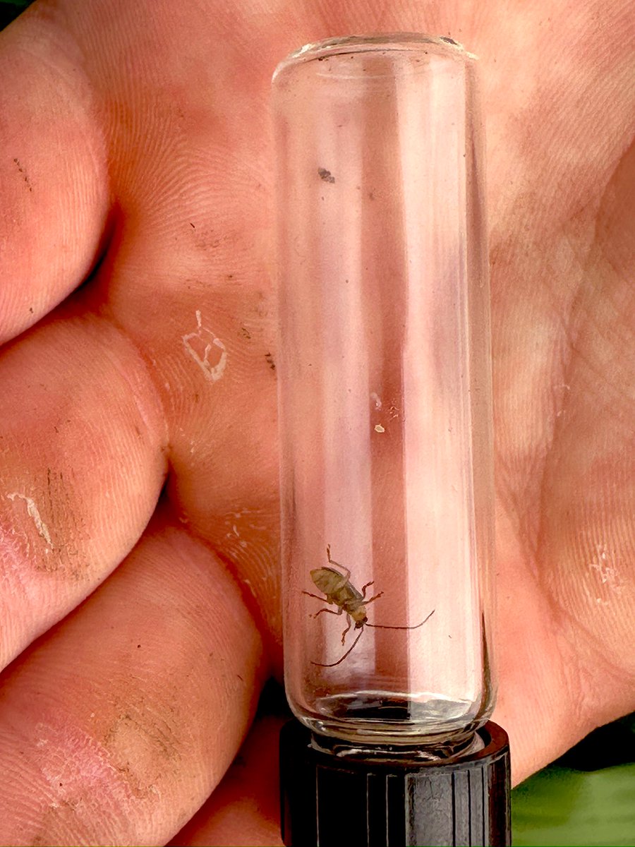 talkingrootworm's tweet photo. They’re back! An assistant caught the 1st western #corn #rootworm of the season today on a Univ. of Illinois’ farm in Urbana, IL. Also saw 1st Japanese beetle. We were exploring an efficacy trial planted on a 2024 trap crop to enhance rootworm pressure. An early start? #WCR #UI https://t.co/ntJNxvsYhi