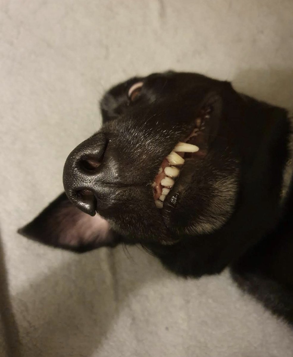 It's national Doris day today (christ I can't believe she's 9!) so here's some Doris spam for her loyal fans to enjoy!