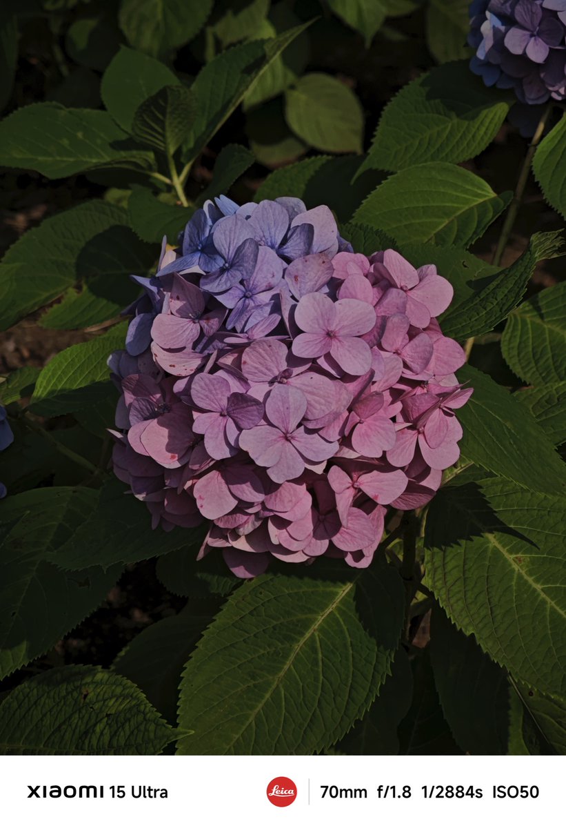 6/13 紫陽花
#Xiaomi15Series #Xiaomi15Ultra #Xiaomi15