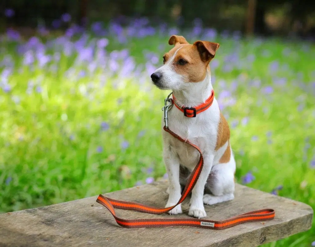 For #dogs who love to be dogs! 🐕

Add a pop of colour to your pup’s pawdrobe with these stylish collar and leads from Reg &amp; Bob 🌈

Super practical, one wash is all it takes to make them look as good as new 🧼

dotty4paws.co.uk/product/regbob…

#EarlyBiz