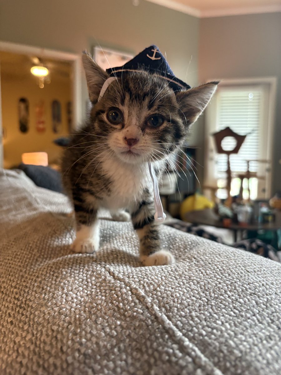 bagelglitter's tweet image. anchovy ready to set sail 🫡