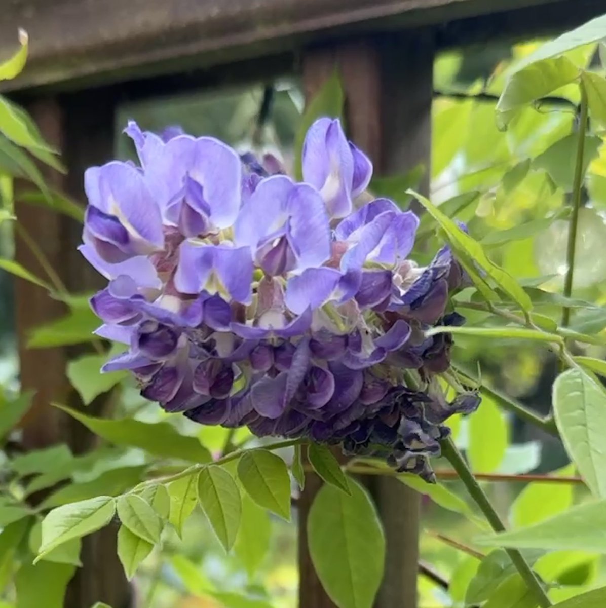 So pleased to see my #wisteria blooming for the first time! Happy   #TuesdayBlue everyone! 💙🩵🦋#mygarden #GardeningX