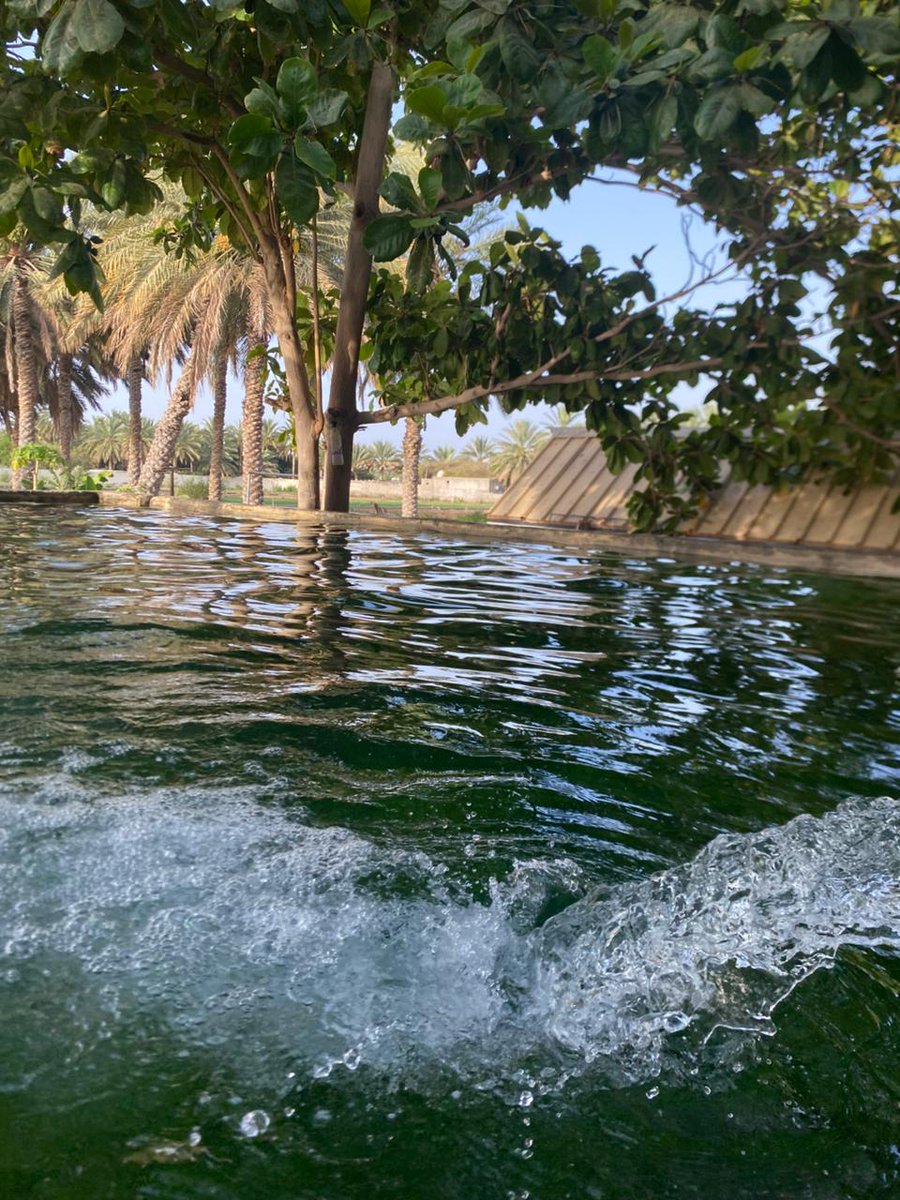 #تصويري سمعت في صوتك الجميل..
مقال الريح للنخيل..⚘️