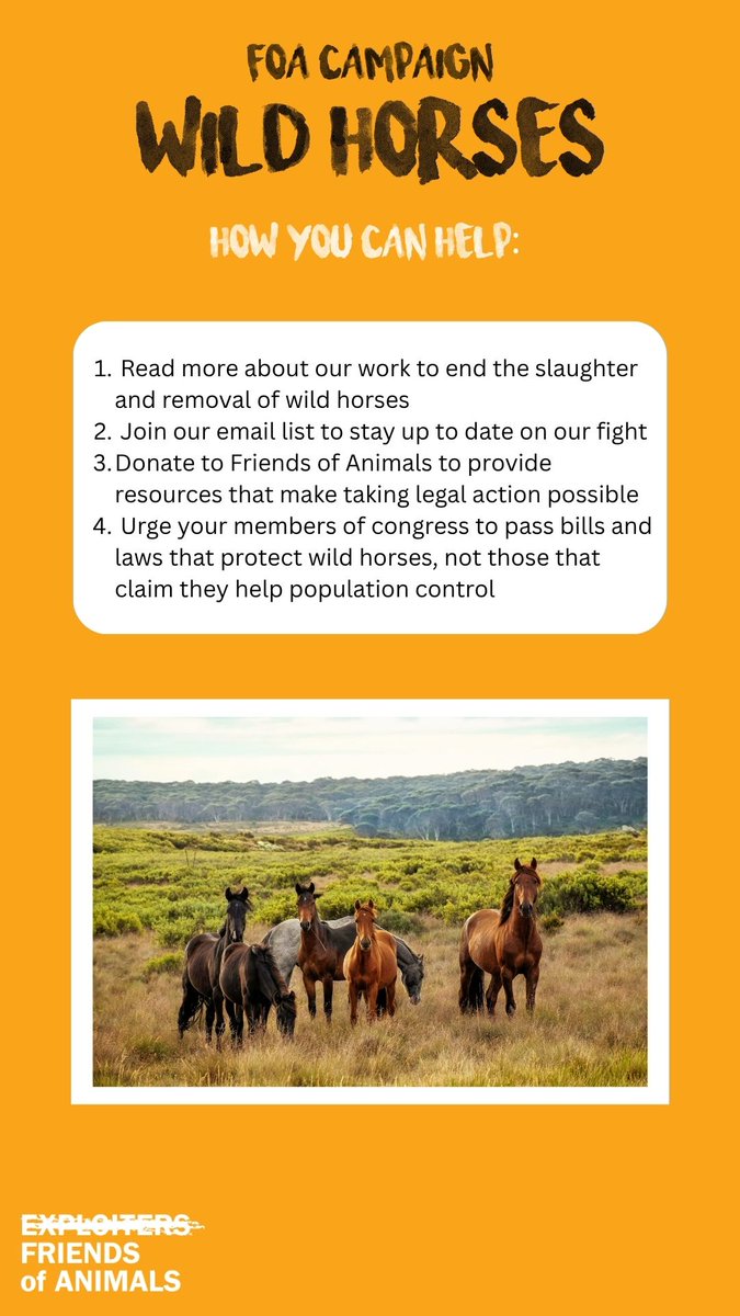 FoAorg's tweet image. There are fewer wild horses in the wild than there are in captivity. Read that again.
Here's how you can protect them 👇👇👇