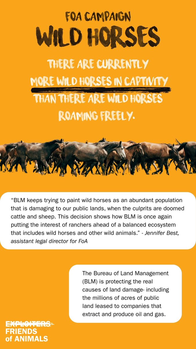 FoAorg's tweet image. There are fewer wild horses in the wild than there are in captivity. Read that again.
Here's how you can protect them 👇👇👇