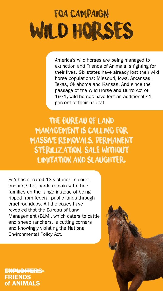 FoAorg's tweet image. There are fewer wild horses in the wild than there are in captivity. Read that again.
Here's how you can protect them 👇👇👇