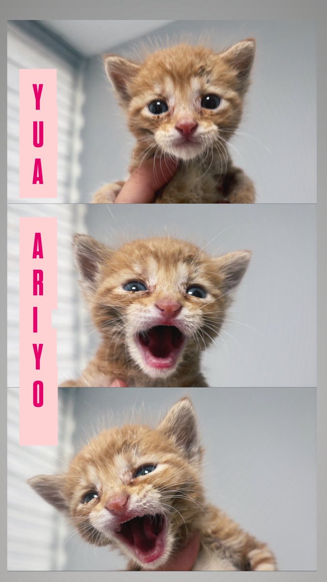 ‼️‼️İstanbul / yavru kedi yuva ilanı‼️‼️

Lütfen rt eder misiniz?