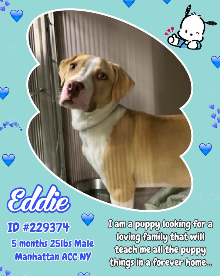 NMBewitched's tweet photo. Eddie
New Intake #NYCACC
https://t.co/STLFeQPW5H
#AdoptMe #FosterMe #Pledge4Me
No #PuppyLove should ever be this sad🔥
Should be running, playing w/ his kids or🐶friends
ACC will Kill List him, that is what they do
Kill #Puppies
Needs love, guidance & security
Help him https://t.co/DT3JXf3R8f