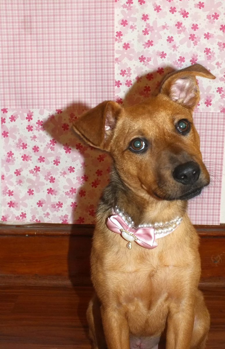 OPH_Rescue's tweet image. If you&apos;re on the hunt for a medium-sized snuggle buddy- look no further! 

3.5 month old Jasmine&apos;s favorite spot to be is right in her humans arms. She is gentle and polite, well-mannered and a dream to train! new.shelterluv.com/embed/animal/O…