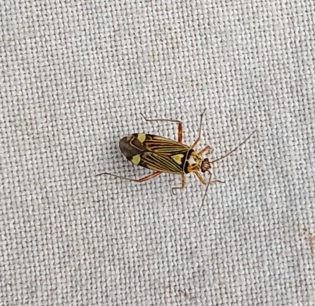 Eilen Imatralla käydessä tapasin ystävällisen entomologin joka saalisti haavillaan ötököitä sankarihautausmaan läheisyydessä alikasvostammista. Jotain saalista tuli. Kuvassa lienee Rhabdomiris striatellus, tammikauluslude.