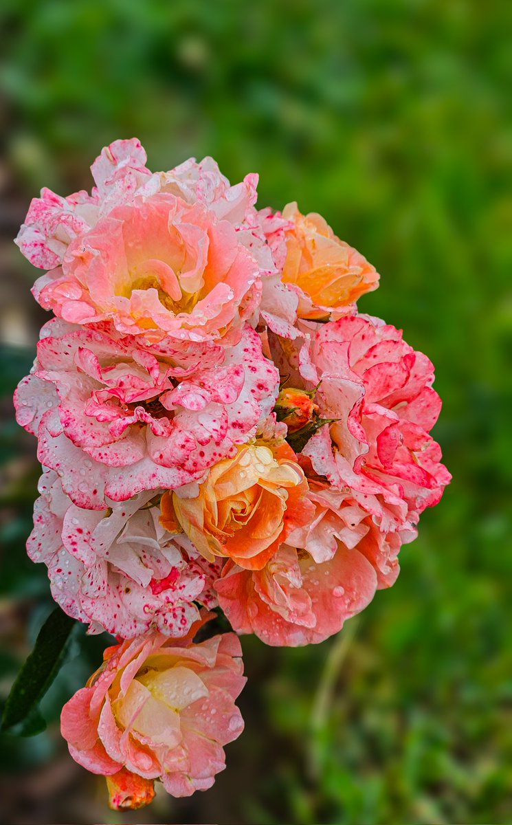 #Nature #photograghy #photos #photooftheday #photographer #photoart 
#DailyPhoto #photomo25 #roses #photographyonx