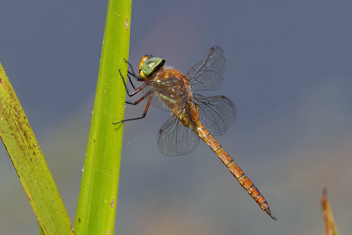 Mark Tyrrell (@marktyrrell66) on Twitter photo A new site for Norfolk Hawker in Northants discovered today - <a href="/wildlifebcn/">The Wildlife Trust for Beds, Cambs & Northants</a> Ditchford Lakes. I saw three males at territory. <a href="/BDSdragonflies/">British Dragonfly Society</a> A new site for Norfolk Hawker in Northants discovered today - <a href="/wildlifebcn/">The Wildlife Trust for Beds, Cambs & Northants</a> Ditchford Lakes. I saw three males at territory. <a href="/BDSdragonflies/">British Dragonfly Society</a>