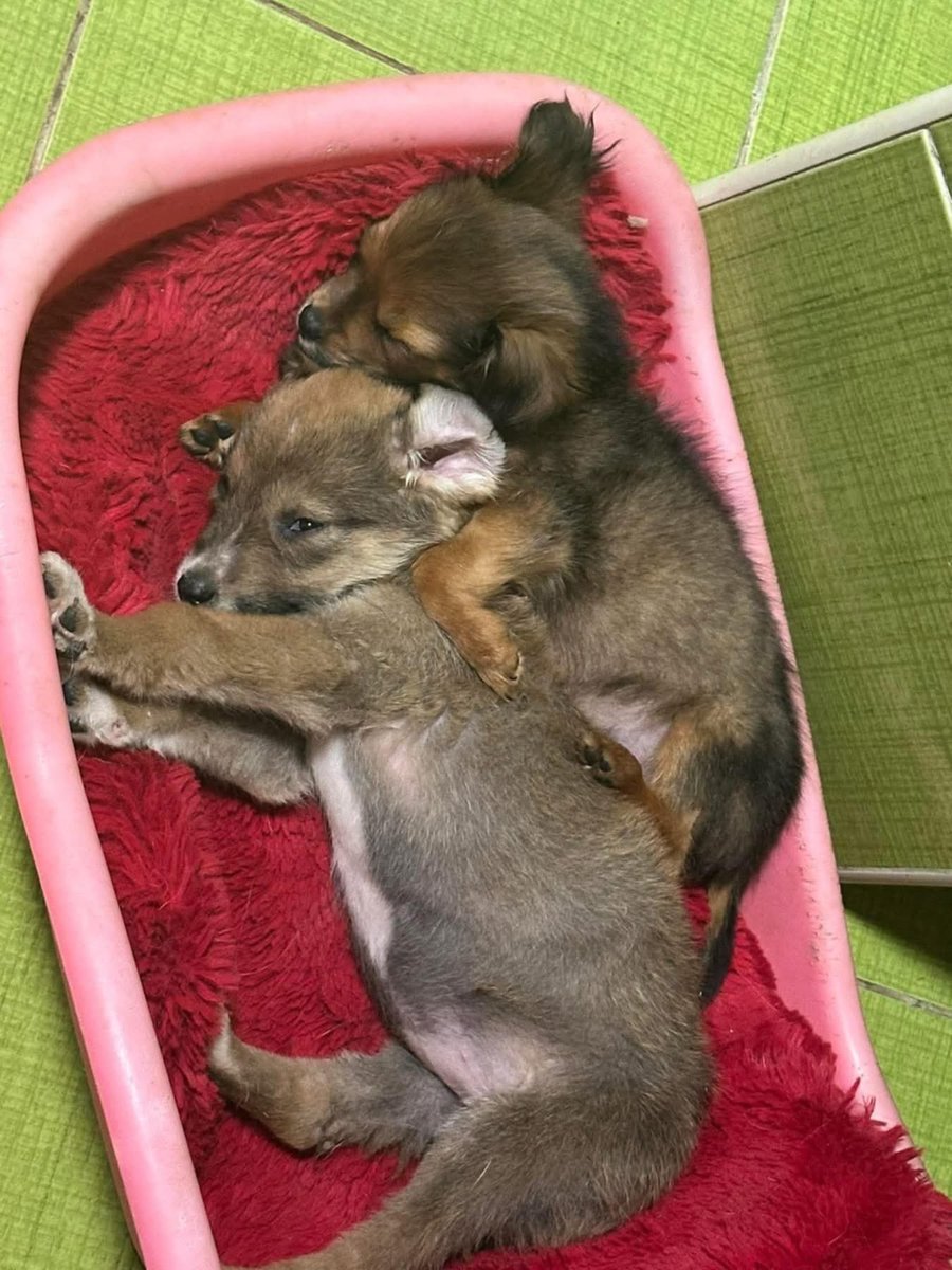 An Niedlichkeit kaum noch zu überbieten 😍, leider haben die 2 einen Infekt und sind gerade nicht so gut drauf.
Bitte schickt mal alle gute Wünsche und viel Liebe für die Zwergis❤️‍🩹🙏🏻

#TreuePfoten