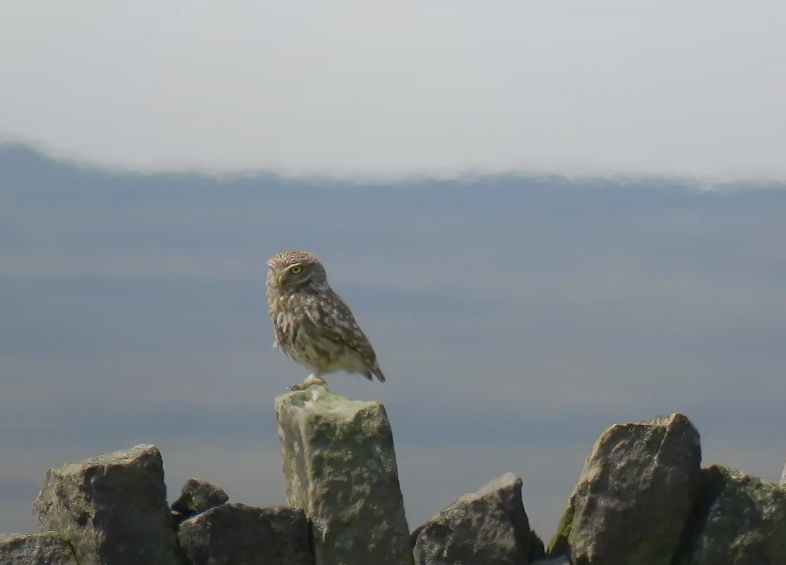 little owl