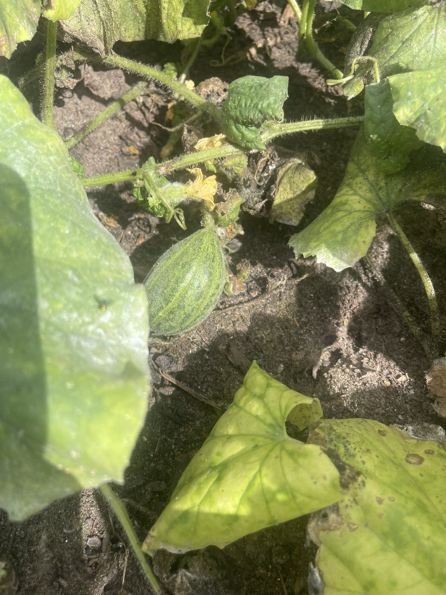 Kate Hebert (@katehebert) on Twitter photo In the garden <a href="/MSTMAGNET/">MST Magnet School</a> today—we harvested some okra and were able to observe some baby cucumbers, squash and cantaloupe. Get in on the adventures by joining us 6-25 9:00-11:30. In the garden <a href="/MSTMAGNET/">MST Magnet School</a> today—we harvested some okra and were able to observe some baby cucumbers, squash and cantaloupe. Get in on the adventures by joining us 6-25 9:00-11:30.