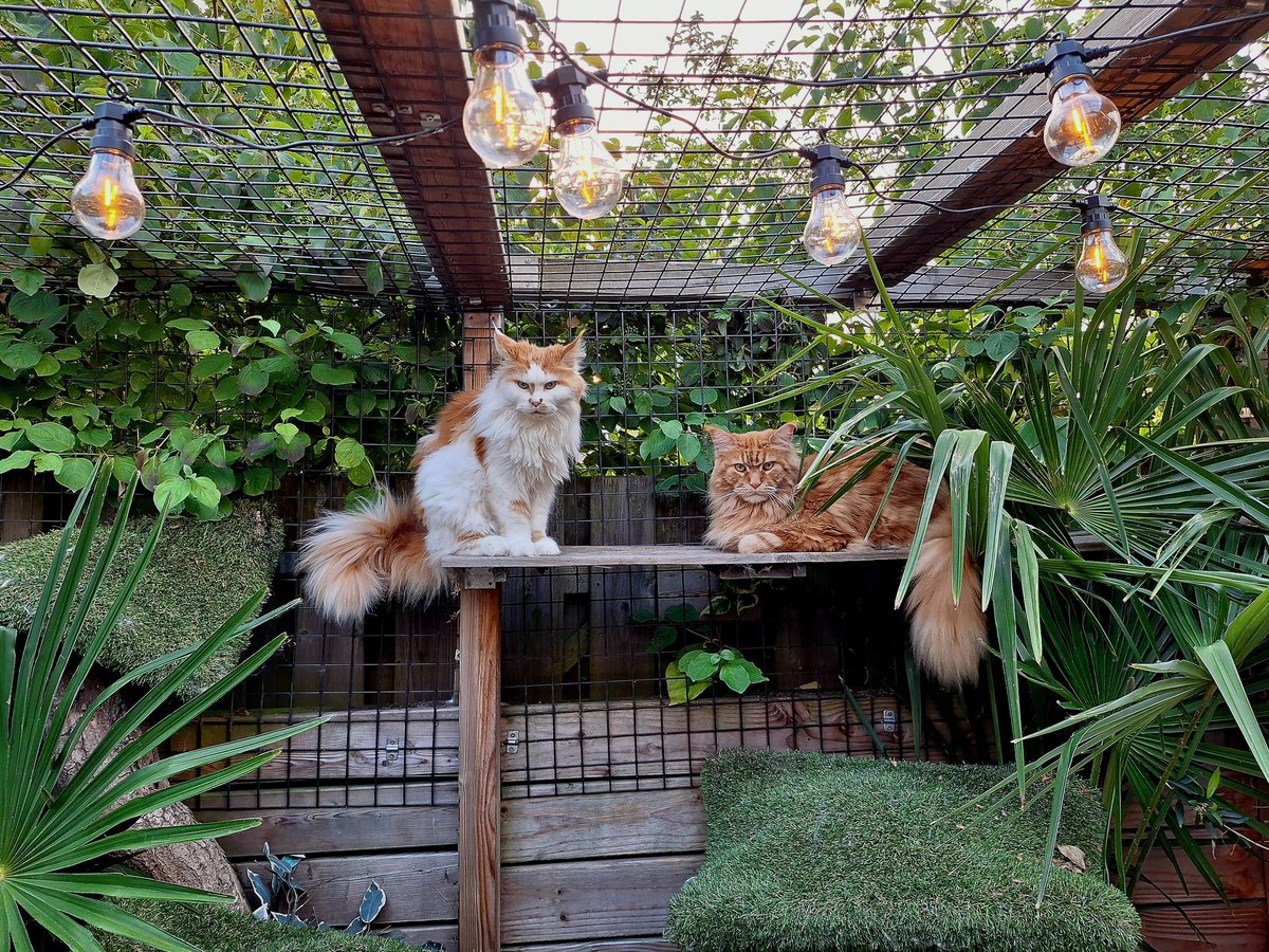 Goldie (Meesje) en Wouter. Ze kunnen mekaar goed hebben. Meesje liever niet met mij: ik ben te wild en onstuimig 😼.