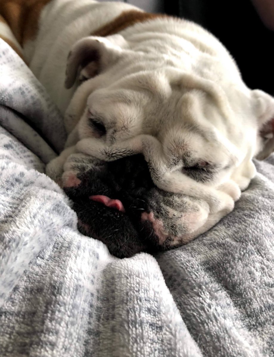 bourbon_karalyn's tweet image. I got a bad hug this morning 😭 It was my first hug since Nugget passed &amp;amp; man did I miss her 💔 She was always my comfort when I had a hug, she would always try to lay on me like she wanted to lay on my pain. She would never leave my side. 💛 #bestfriend #mssucks #mshug