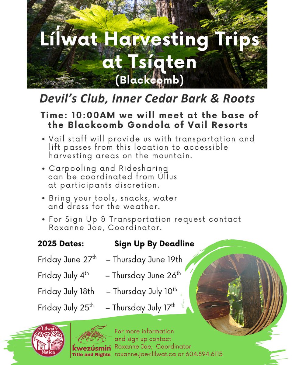 LilwatNation's tweet image. Líl̓wat Harvesting Trips at Tsíqten (Blackcomb)

For more information and sign up contact:
Roxanne Joe
Office: 604-894-6115
Email: roxanne.joe@lilwat.ca