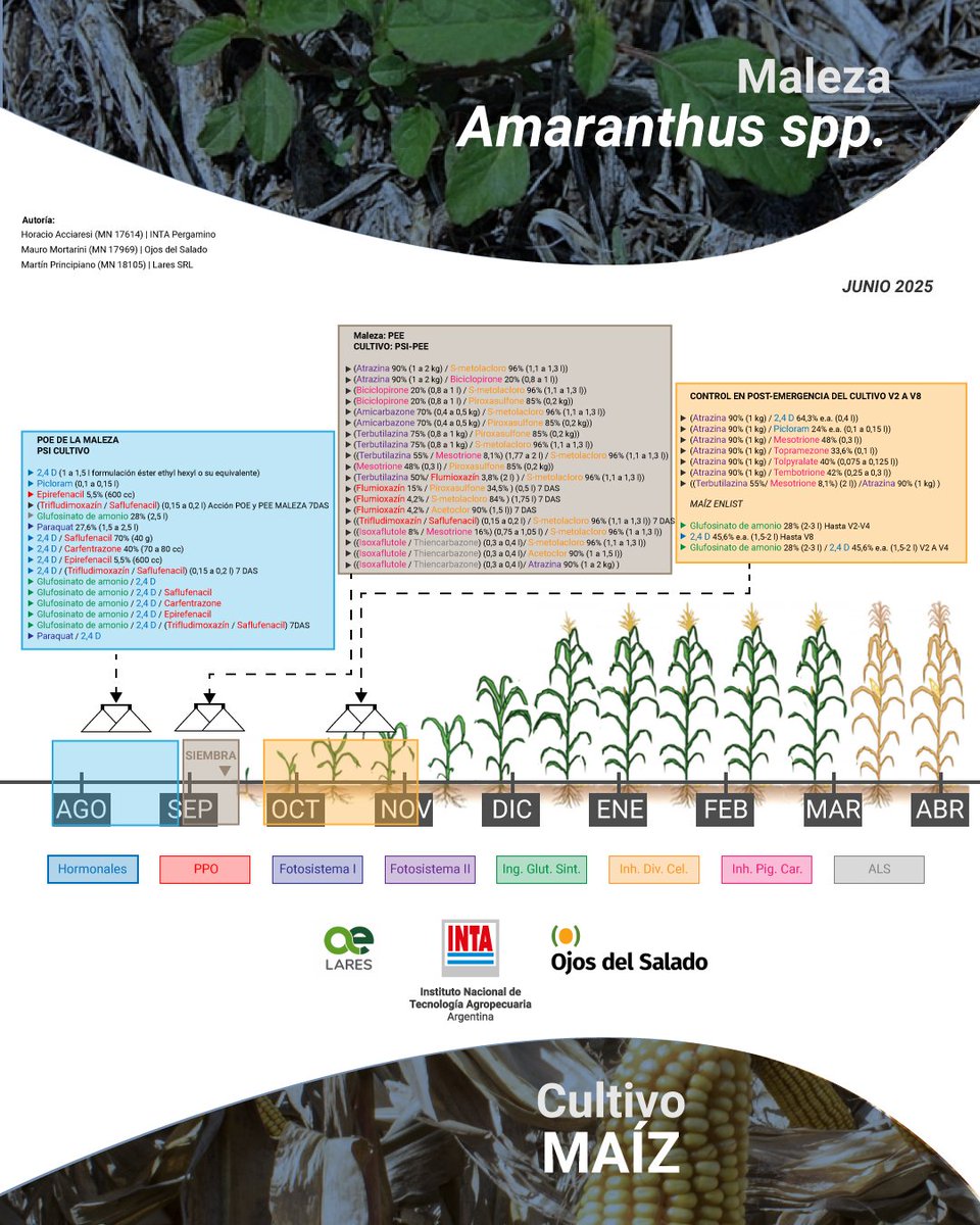 🔎 Guía Técnica para el control químico de amaranthus spp. en maíz, disponible para su descarga en nuestro sitio web &gt;&gt; argentina.gob.ar/noticias/guia-……--
<a href="/INTACRBAN/">INTA CRBAN</a>
<a href="/intaargentina/">INTA</a>