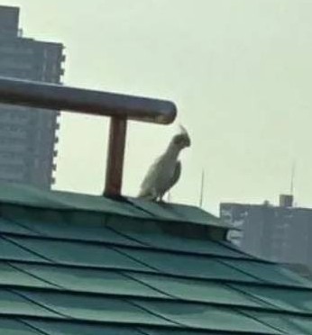 wanwan202319831's tweet photo. #東京都 #大田区大森
#オカメインコちゃん✨
昨日。大森町駅周辺へ飛んでいったと、情報を頂きました。
地元なので。土地勘はあります。
早朝廻りたいと思います。
昨日夜。呼び鳴きしながら少し廻りましたが反応が無く。
何か情報などありましたら。
よろしくお願いいたします🙏 https://t.co/8lFSrMpoO3