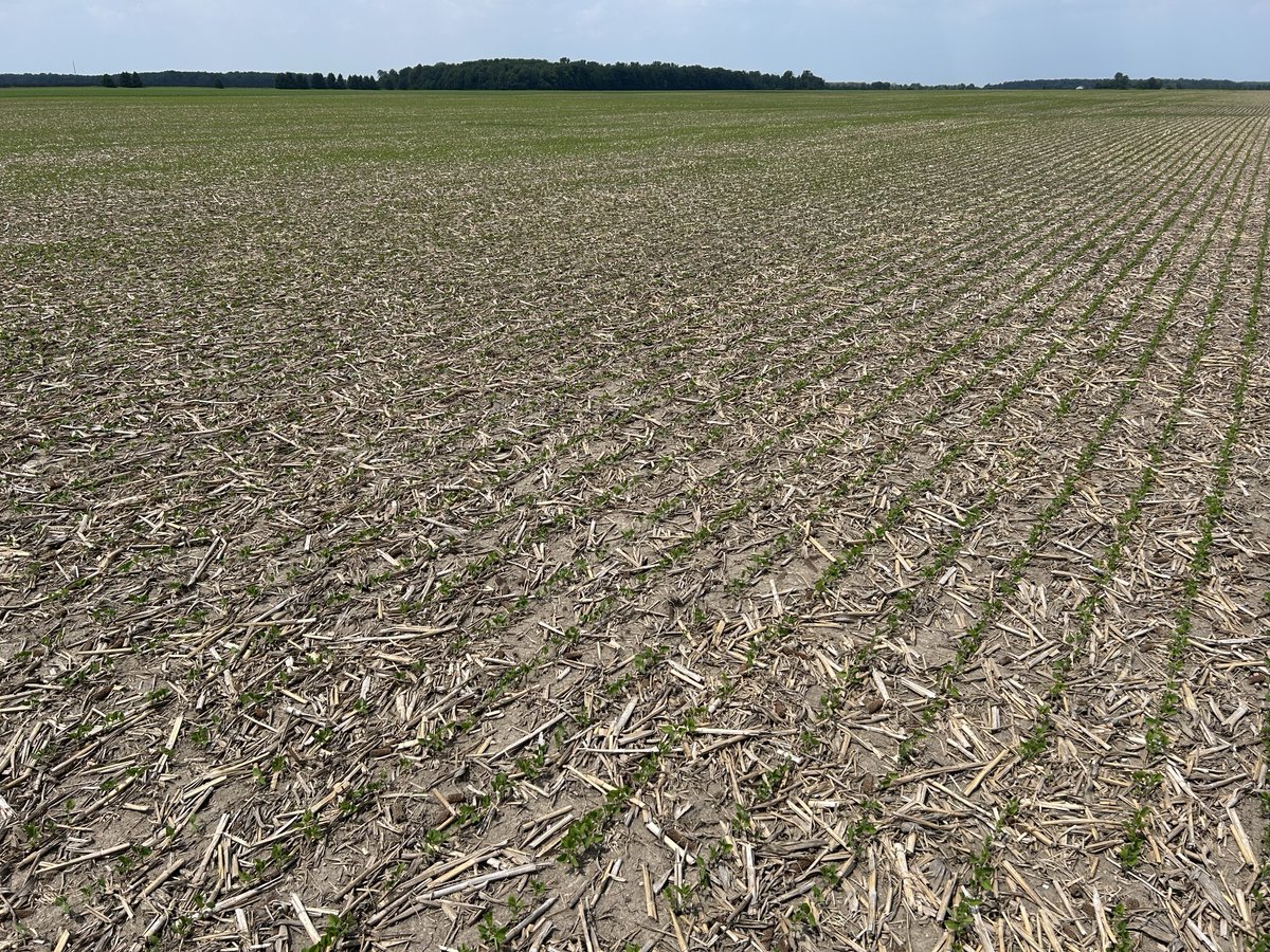Ryan Benjamins (@ryanbenjamins) on Twitter photo Questionable emergence on June 7th looks great today.  Population is good and there are no weeds yet with a burndown of Bifecta EZ, Enlist 1 and Roundup. Questionable emergence on June 7th looks great today.  Population is good and there are no weeds yet with a burndown of Bifecta EZ, Enlist 1 and Roundup.
