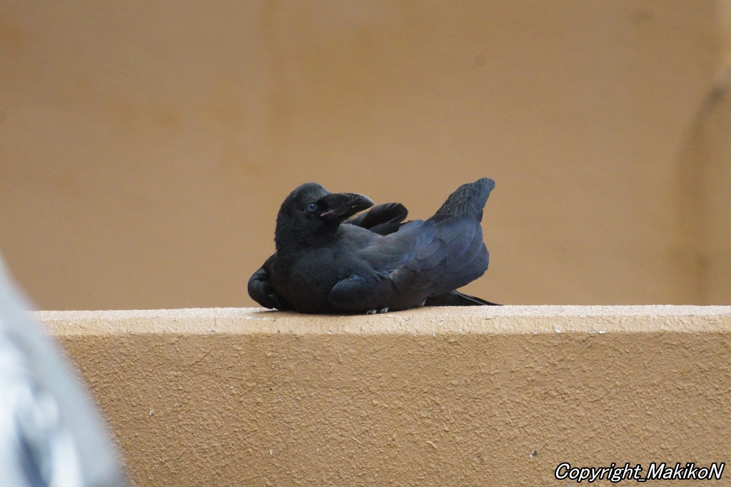 真夏の陽気と湿度で巣立ちした雛が熱中症でダウンしてきました。
親が涼しい場所へ雛を誘導しています。
低い位置に雛が来るので、親の威嚇が復活する場合があります。
どうか手出しをせずに静観してあげて下さい。
万が一保護された場合は保冷剤などで、翼の下に入れて冷やしてあげて下さい。