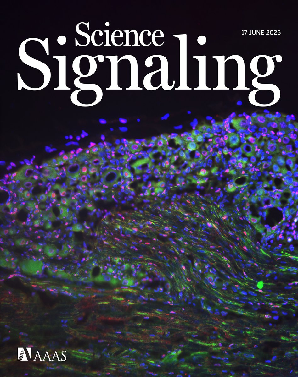 A preclinical study uncovers a metabolic pathway that offers a target in neuropathic pain, scientists discover how chemokines can support red blood cell production in mice, and more this week in #ScienceSignaling. scim.ag/3HEv8no