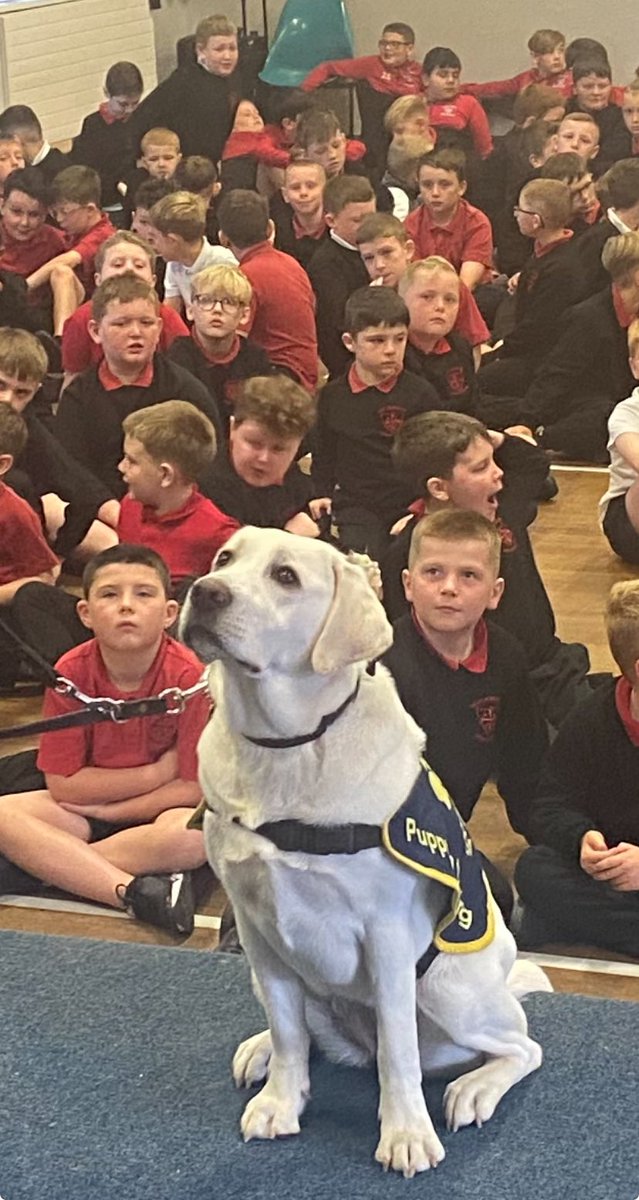 Peter Lockhart (@epl1970) on Twitter photo Posted with permission.
Literally a school day for <a href="/guidedogsni/">Guide Dogs NI</a> Willa with loads of great questions <a href="/HolyCrossBoys/">Holy Cross Boys' PS</a>
Huge thanks to <a href="/BigmacTheKing/">Kevin Mc Arevey</a> & Mr Wallace
<a href="/gymforthesoul/">Jim Deeds</a> <a href="/iamfifig/">FiFi Garrett</a> <a href="/AntrimLens/">WeeMan</a> <a href="/squinteratn/">Squinter</a> <a href="/WeatherCee/">Cecilia Daly</a> <a href="/EamonnMallie/">Eamonn Mallie</a> <a href="/taramillstv/">Tara Mills</a> <a href="/AnnMarieCFoster/">Ann-Marie Foster</a> @robbers Posted with permission.
Literally a school day for <a href="/guidedogsni/">Guide Dogs NI</a> Willa with loads of great questions <a href="/HolyCrossBoys/">Holy Cross Boys' PS</a>
Huge thanks to <a href="/BigmacTheKing/">Kevin Mc Arevey</a> & Mr Wallace
<a href="/gymforthesoul/">Jim Deeds</a> <a href="/iamfifig/">FiFi Garrett</a> <a href="/AntrimLens/">WeeMan</a> <a href="/squinteratn/">Squinter</a> <a href="/WeatherCee/">Cecilia Daly</a> <a href="/EamonnMallie/">Eamonn Mallie</a> <a href="/taramillstv/">Tara Mills</a> <a href="/AnnMarieCFoster/">Ann-Marie Foster</a> @robbers