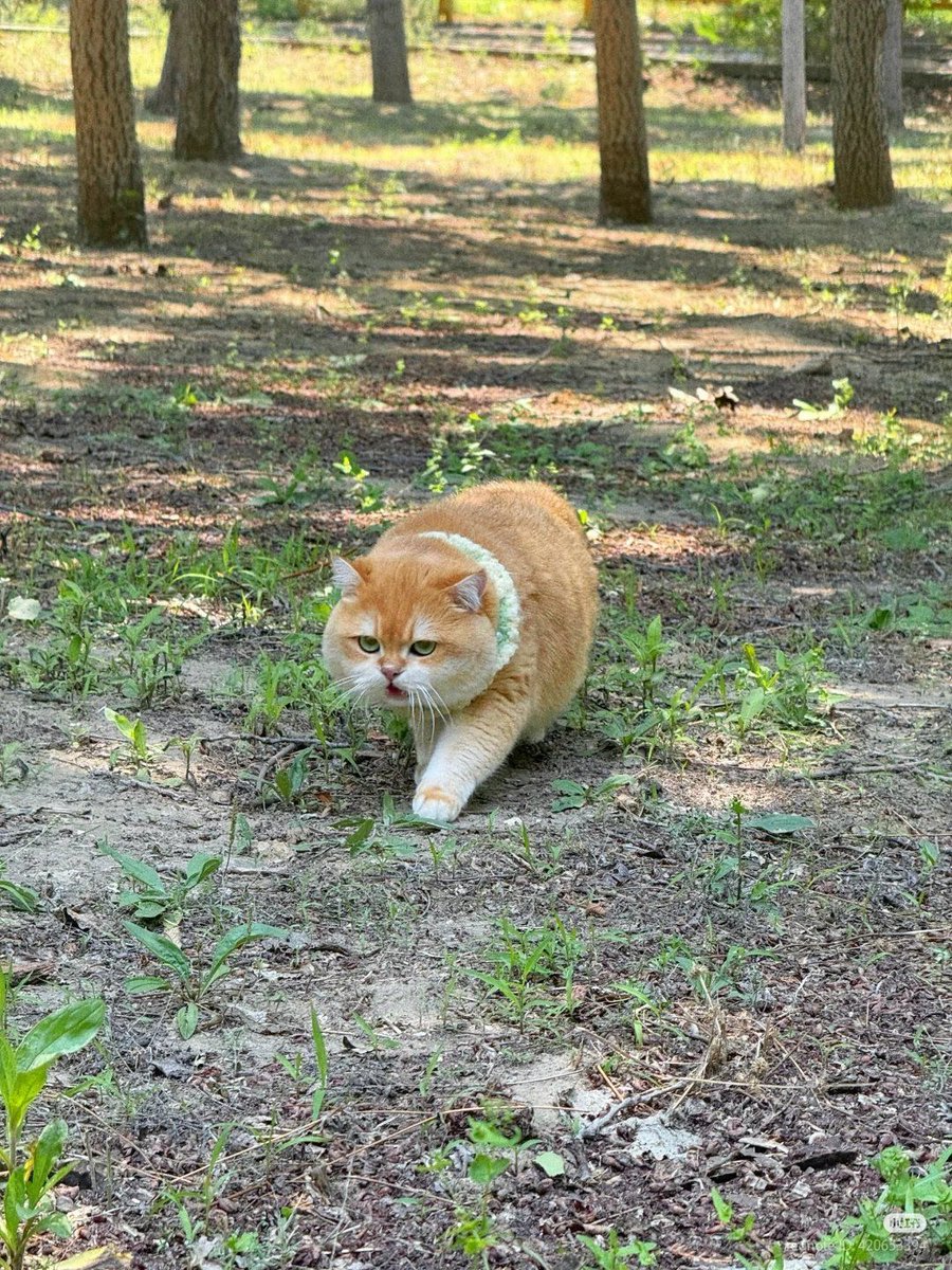 ShouldHaveCat's tweet photo. Bro thinks he's a tiger 💀 https://t.co/hDSJCRT6Xt