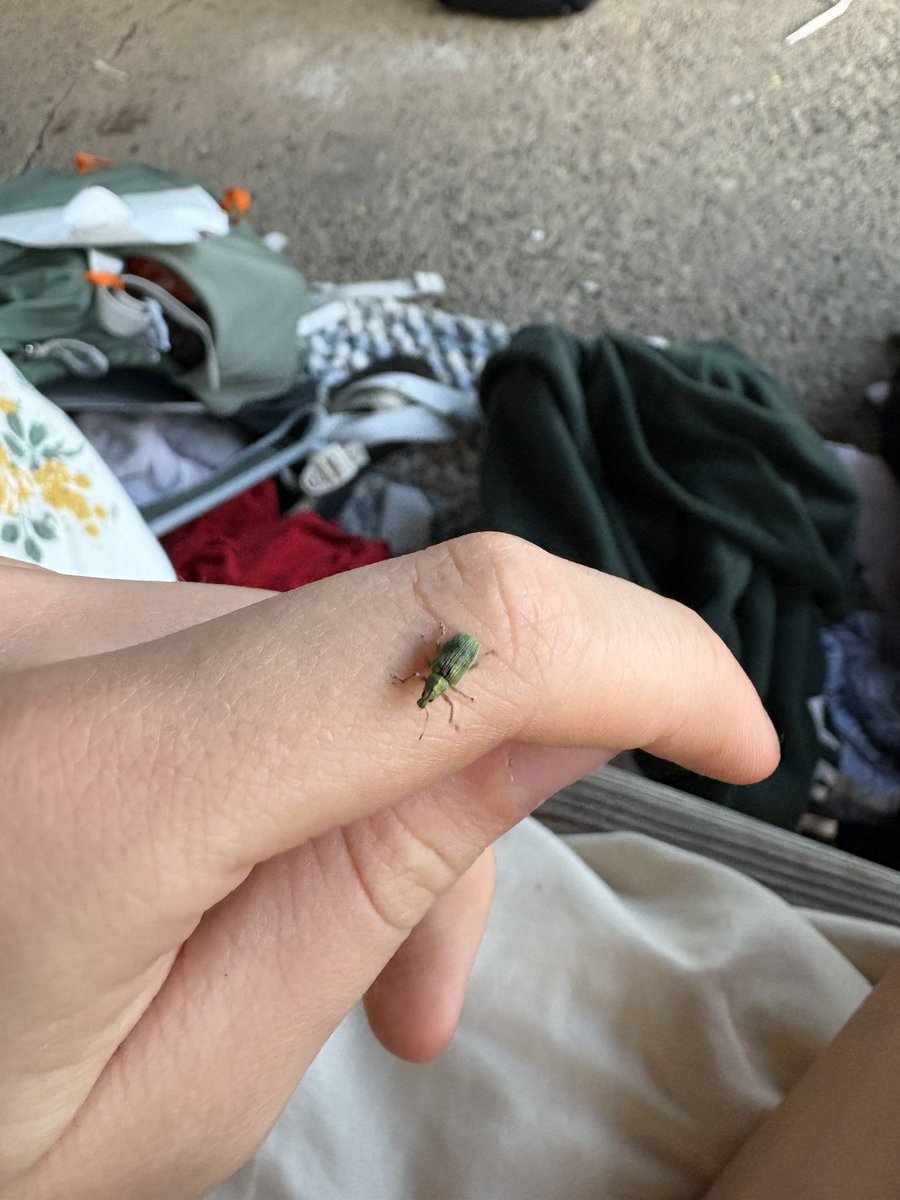 woke up to a weevil on my hand 🍀