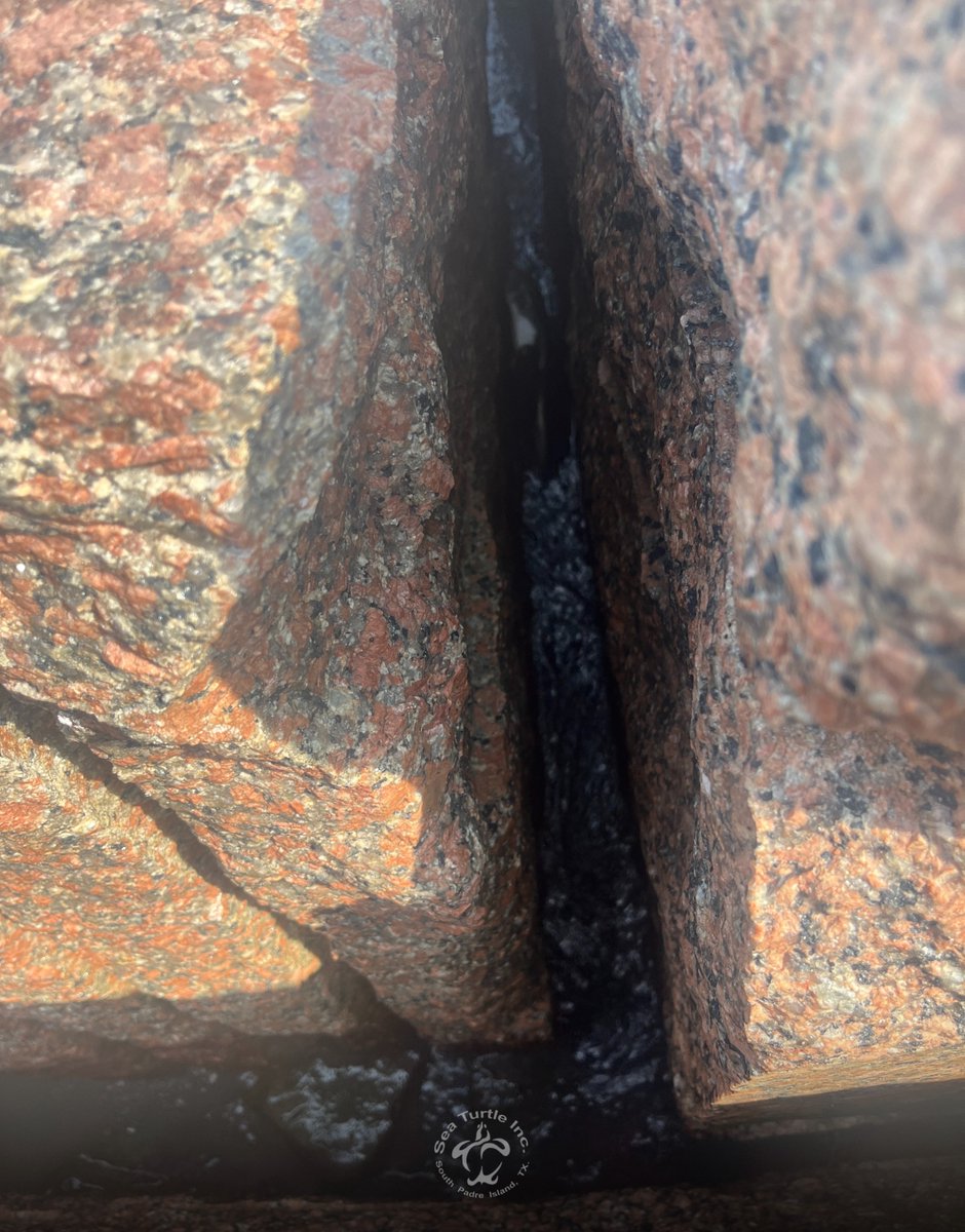 Can You Spot the Rock Babies? 🐢🪨👀

Some of our recent patients were rescued from tricky spots—can you find them all in these photos? Zoom in, count the flippers, and drop your guesses below!

If you notice a sea turtle in need, call our 24/7 emergency hotline at 956-243-4361.