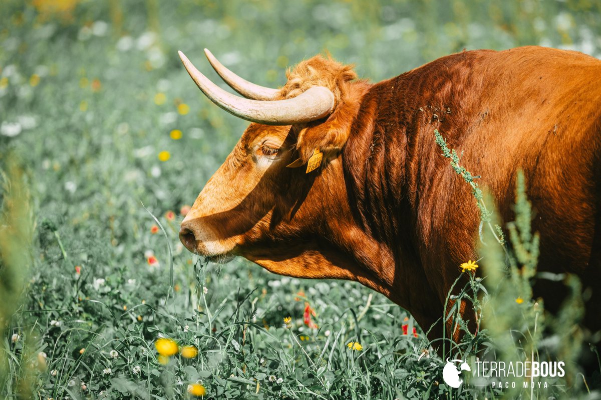 Llega el fin de la primavera y quería compartir con ustedes este reportaje del verdadero animalismo del toro de lidia. Y que mejor que ilustrarlo con maravillosas instantáneas tomadas en El Grullo, El Lanchar y Gallarín.

terradebous.com/2025/06/nunez-…