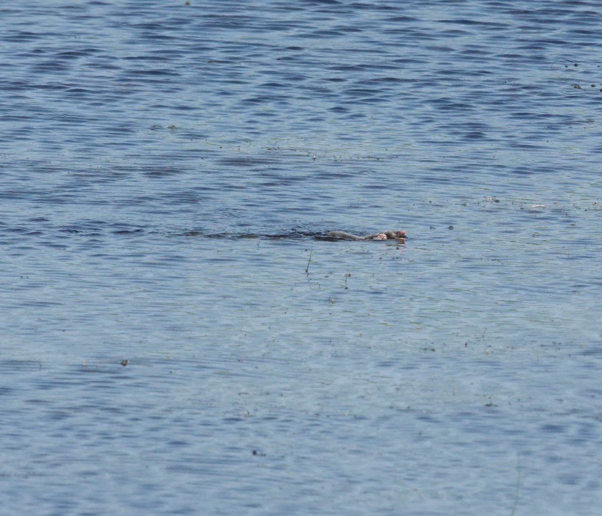 You have heard of Water Vole,  now meet Water MOLE!  At Catcott this afternoon a lifer for me, a swimming Mole.covered at least 30 yards at great speed see its wake,aided by it's massive fore feet, like a demented paddle steamer.  Never even heard of one seen doing this before.
