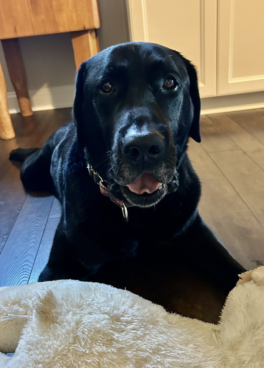 Look at this happy boy!!  Thank
You Brenda 😊🐾 <a href="/Bartorillo11484/">Bartorillo</a>