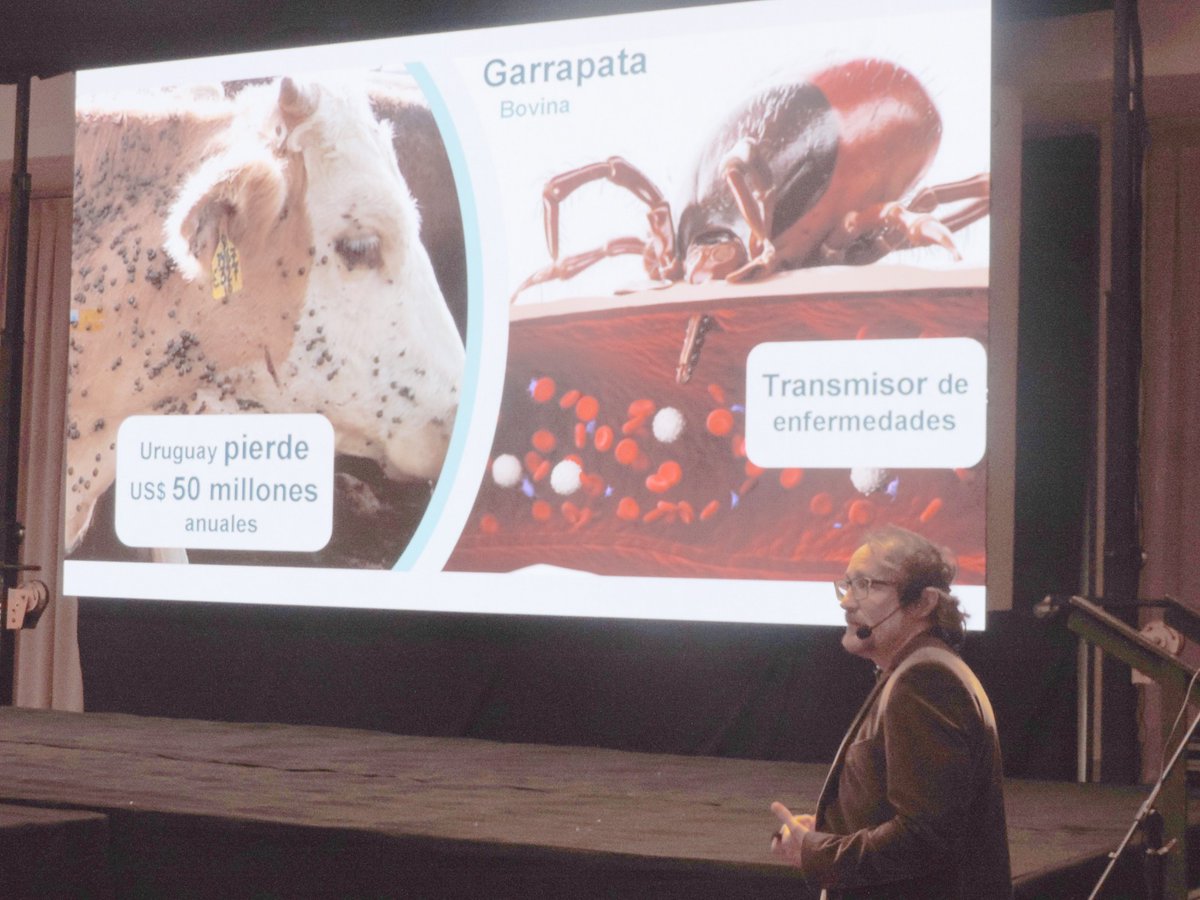 labplusuy's tweet image. 👏Agustín Correa, co-fundador de Scaffold Biotech, presentó en las Jornadas Uruguayas de Buiatría, en Paysandú.

El encuentro se realiza anualmente desde 1973. 

💉 Correa habló de la vacuna contra la garrapata que está desarrollando su start-up, impulsada por @labplusuy