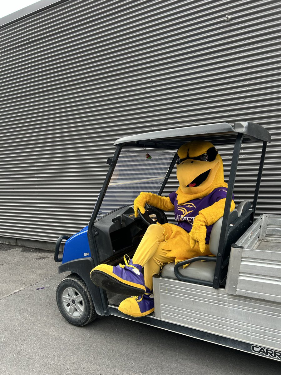 Happy #NationalMascotDay to everyone’s favourite Golden Hawk, Midas! 🐥