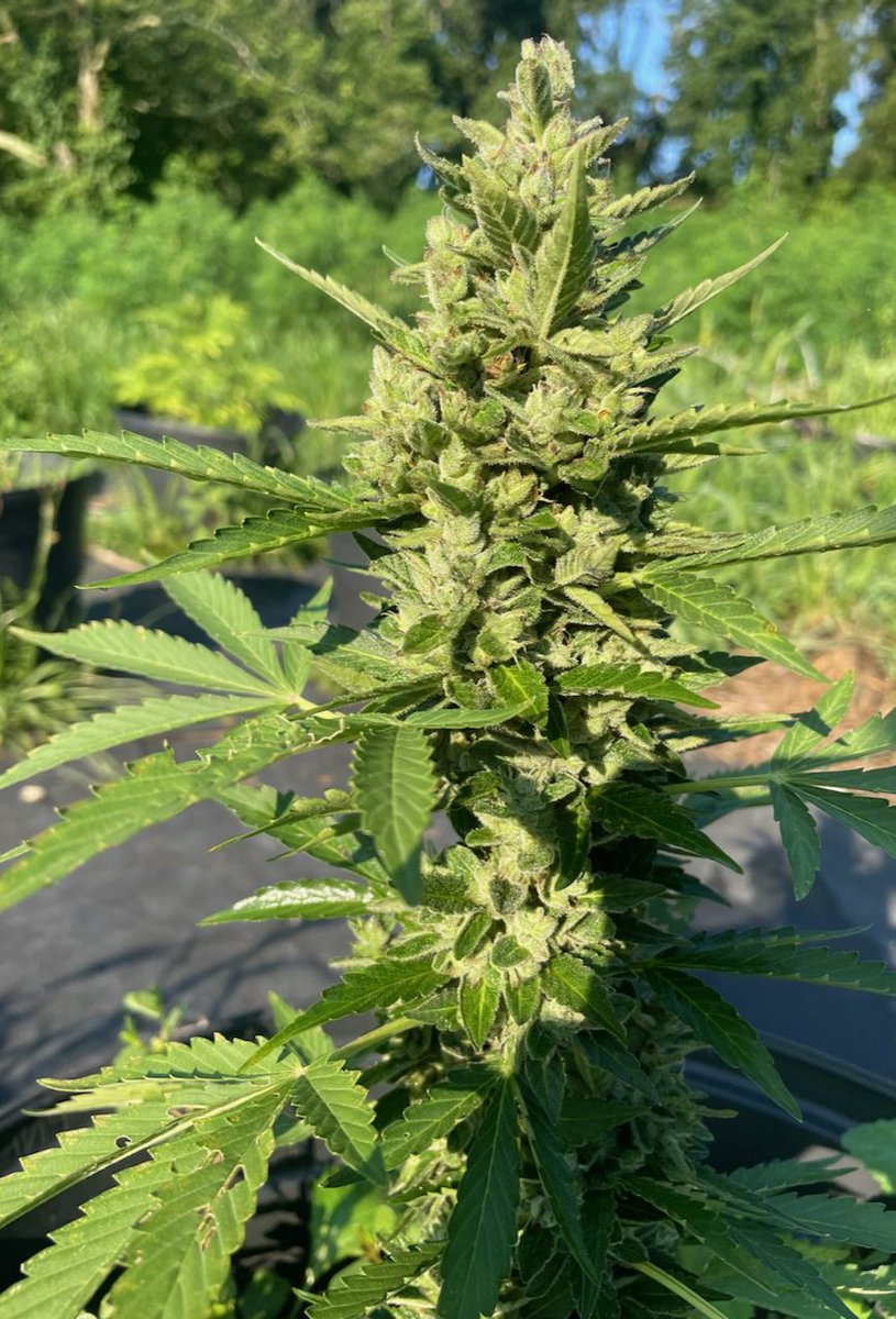 DC Seed Exchange (@dcseedexchange) on Twitter photo 🔥 Phocas Seeds Podunk Black Ops F5 Auto on SALE!🔥
Grow resilient, high-yielding autoflowers! <a href="/phocasseeds/">Phocasseeds</a> Podunk Black Ops F5 Fem Auto (Black Chem X Sherman's Tactics F3) is now on sale.
Expect sour, skunky, sweet candy/garlic notes. Great for hash/rosin & PM/botrytis 🔥 Phocas Seeds Podunk Black Ops F5 Auto on SALE!🔥
Grow resilient, high-yielding autoflowers! <a href="/phocasseeds/">Phocasseeds</a> Podunk Black Ops F5 Fem Auto (Black Chem X Sherman's Tactics F3) is now on sale.
Expect sour, skunky, sweet candy/garlic notes. Great for hash/rosin & PM/botrytis