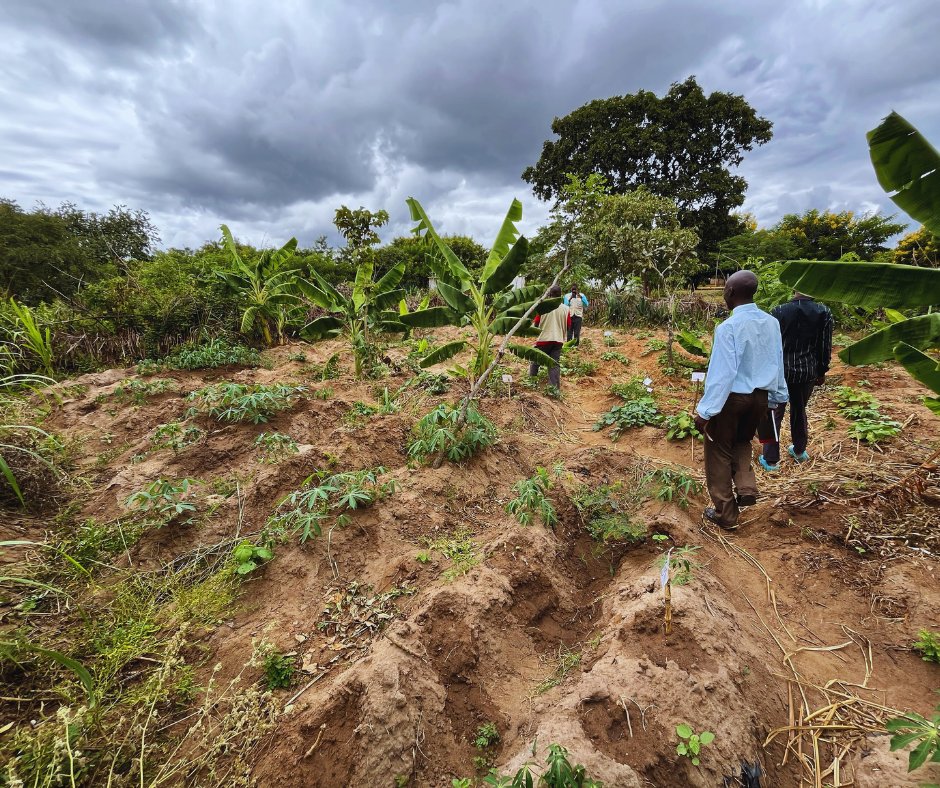 🌳 Nourish Minds &amp; Bodies with School Gardens 

Nutritious food helps students stay focused and healthy! $75/month can fund two school gardens, providing fresh food for primary school students and promoting sustainable agriculture.  

Help us fight hunger and improve education