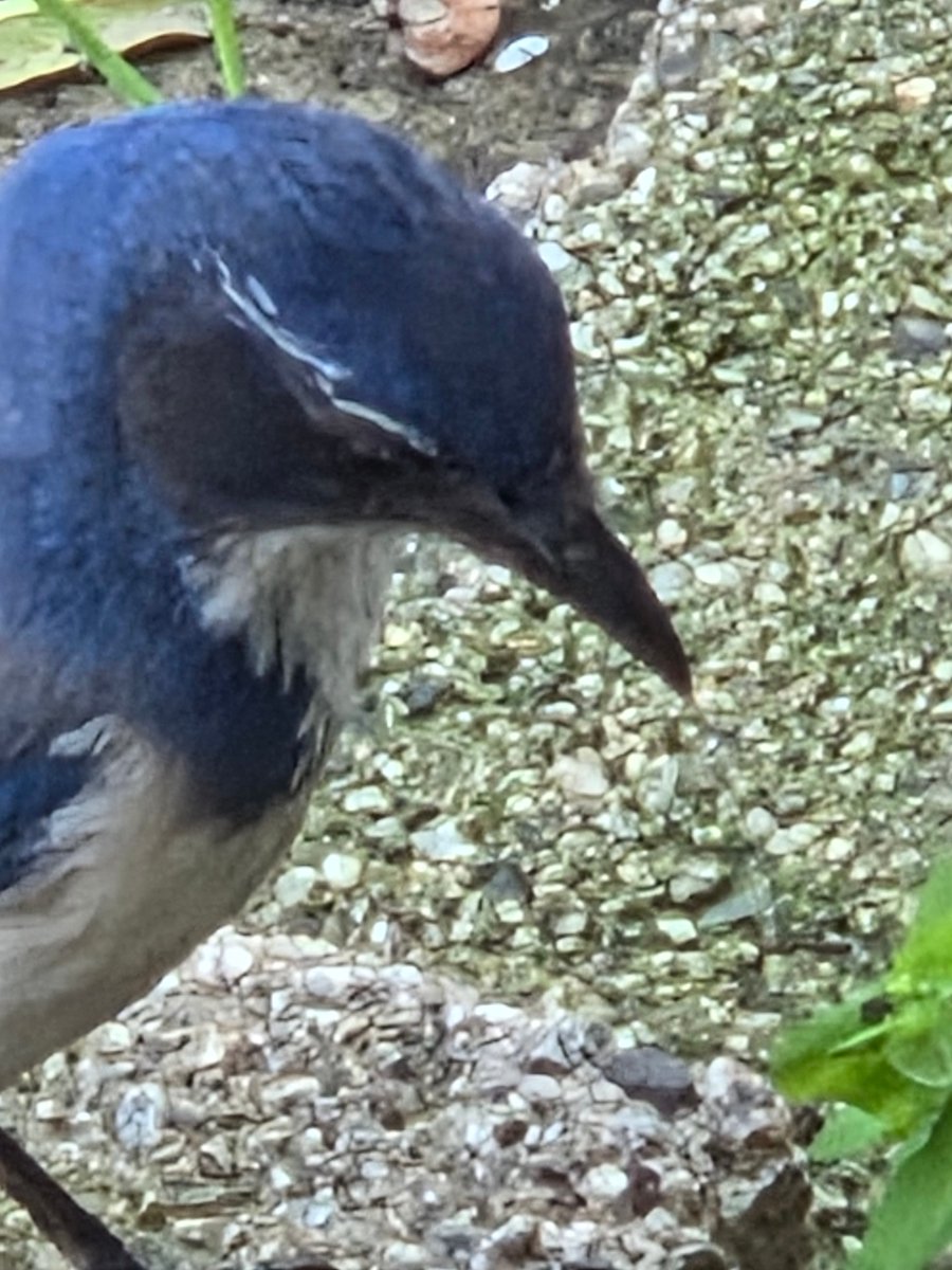 The OG GM's Adventures. (@oggm_adventures) on Twitter photo More bird <a href="/g/">Senator Greg Leding</a> More bird <a href="/g/">Senator Greg Leding</a>