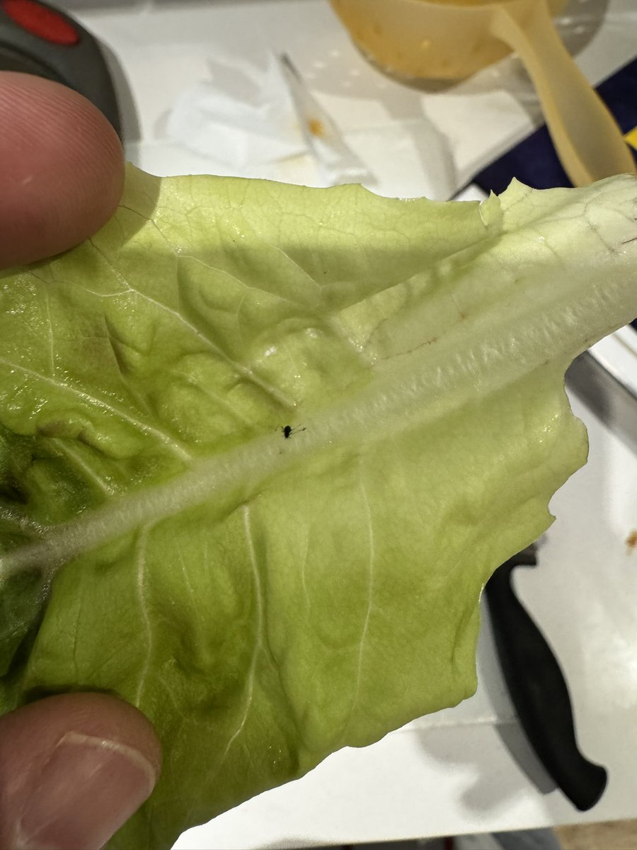 This isn’t just washed and ready to eat salad, this is <a href="/marksandspencer/">M&S</a> washed and ready to eat salad with a clean and ready to eat bug in it… 🤢
