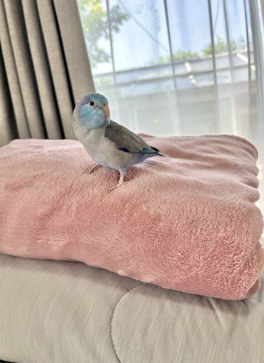 飼い主と一緒に布団畳んで達成感！！！